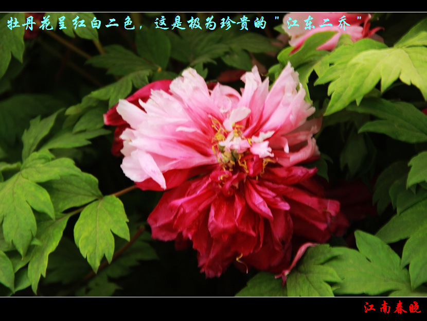 neo_img_img_4584.jpg