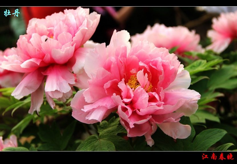 neo_img_img_4566.jpg