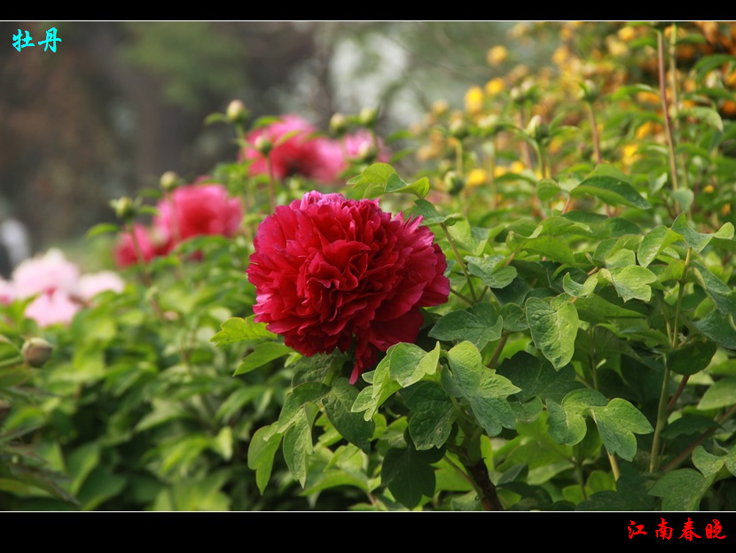 neo_img_img_4603.jpg