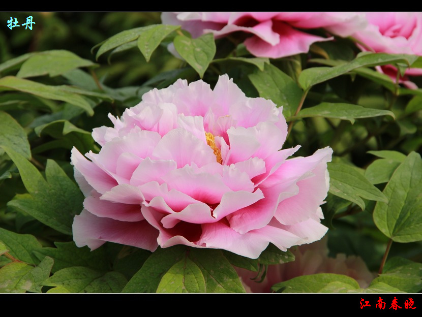 neo_img_img_4610.jpg