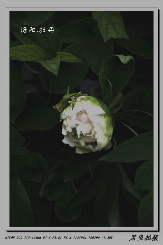  (18)_.jpg
