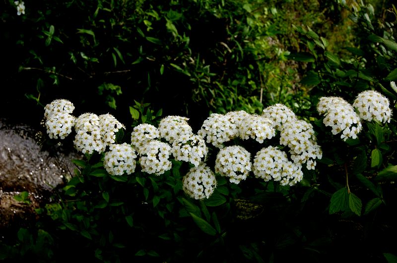 dsc00014.jpg