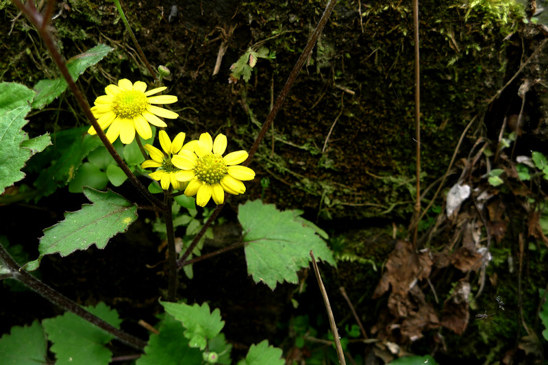 p1090159.jpg