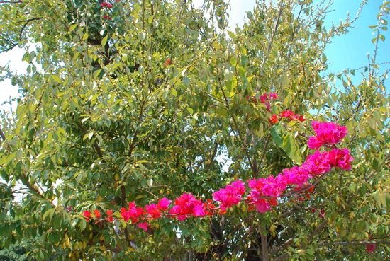 dsc_0945.jpg