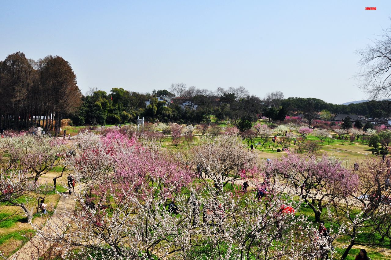 dsc_0981.jpg