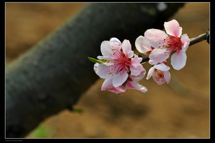 dsc_2919.jpg