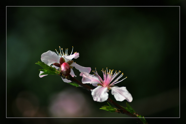 dsc_3333.jpg