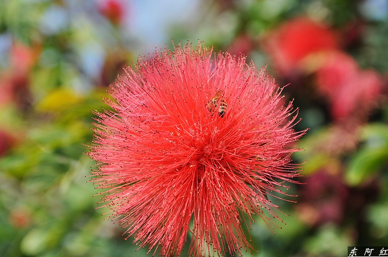 dsc_0219.jpg