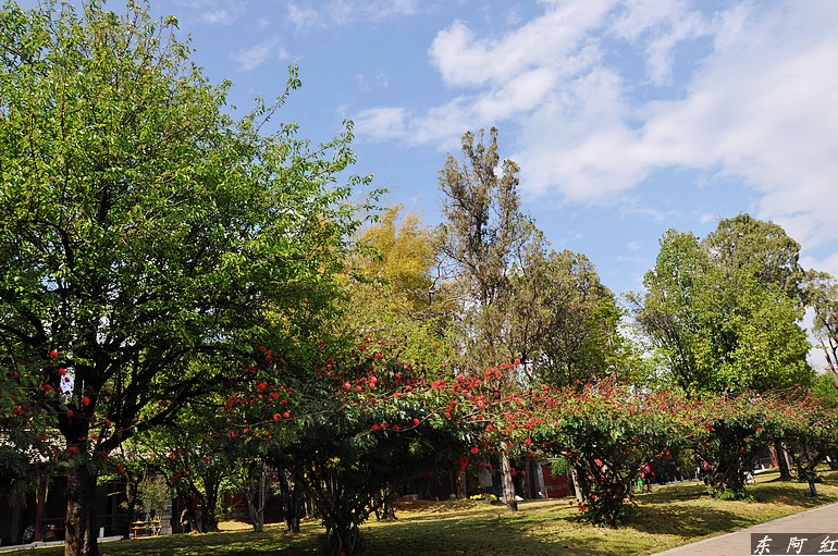 dsc_0233.jpg