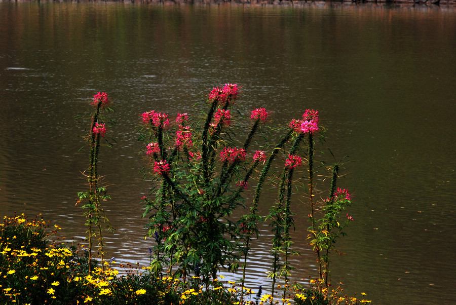 dsc_0963.jpg