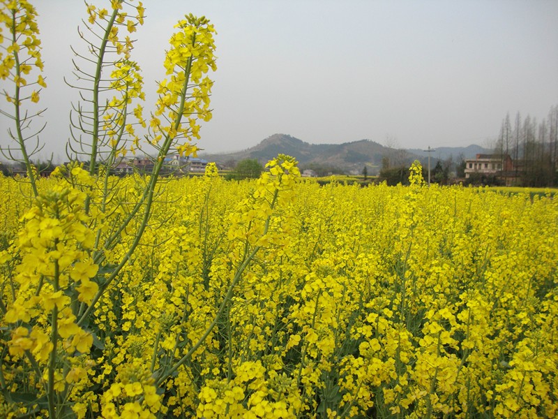 dsc07846_.jpg