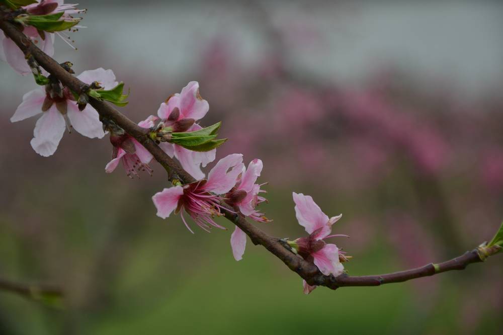 2012.4.4һ97.jpg