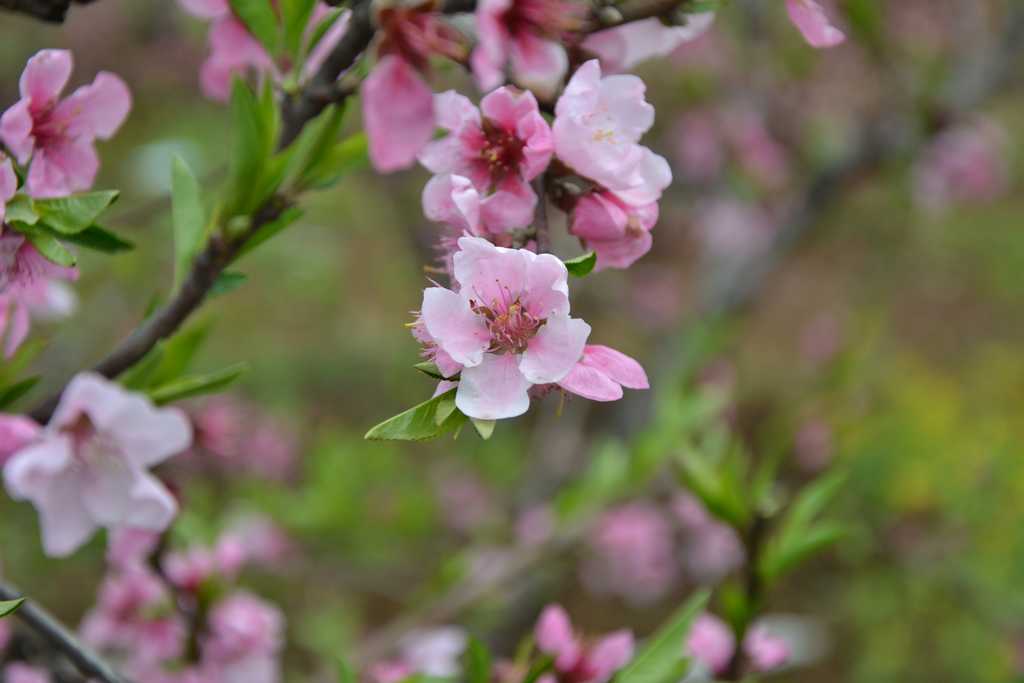 dsc_5233.jpg