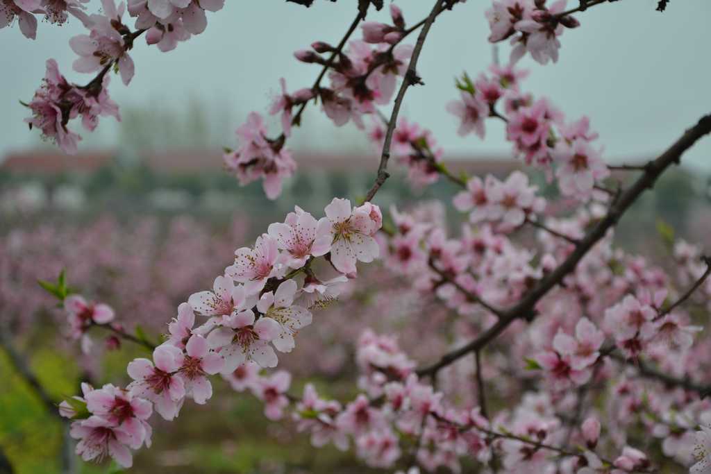 dsc_5240.jpg