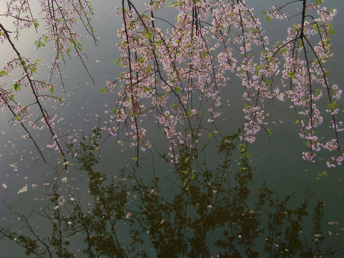 20120407bӣ԰֦ӣ (30).jpg