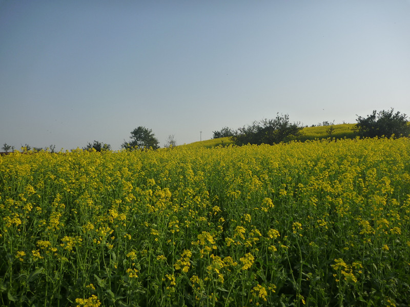 p1110062_.jpg
