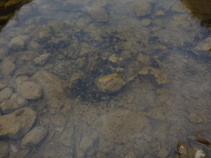 p1110086_.jpg