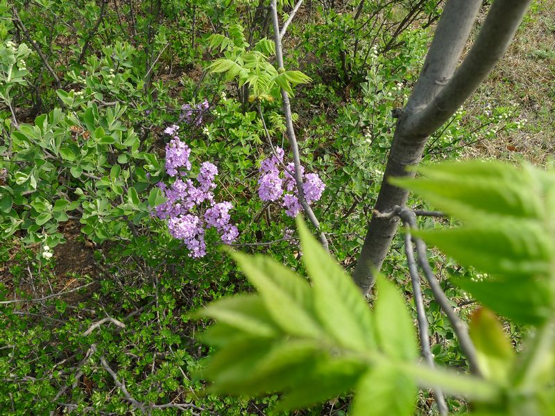 p1210728.jpg
