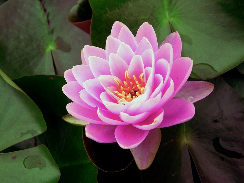 dscn59770.jpg