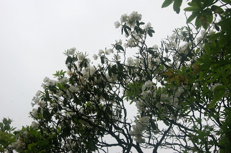 dsc00948.jpg