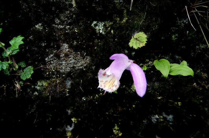 dsc00992.jpg