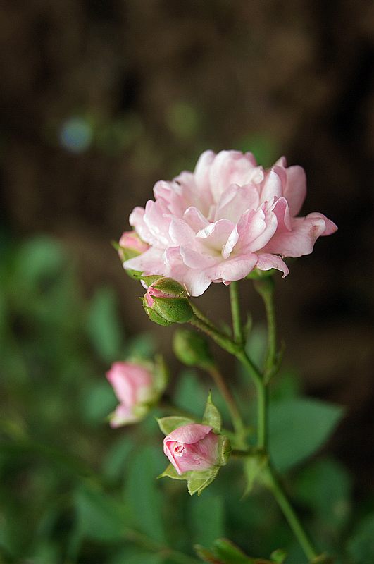 dsc01169.jpg