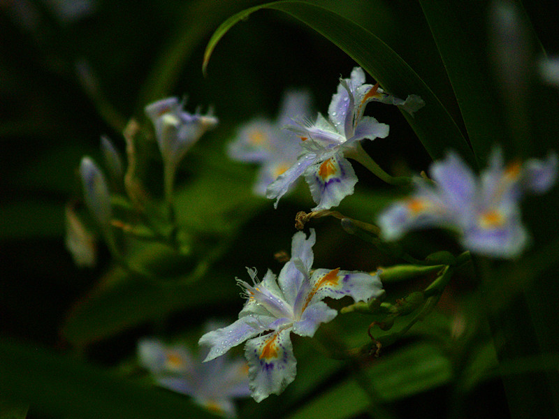 p5116519_.jpg