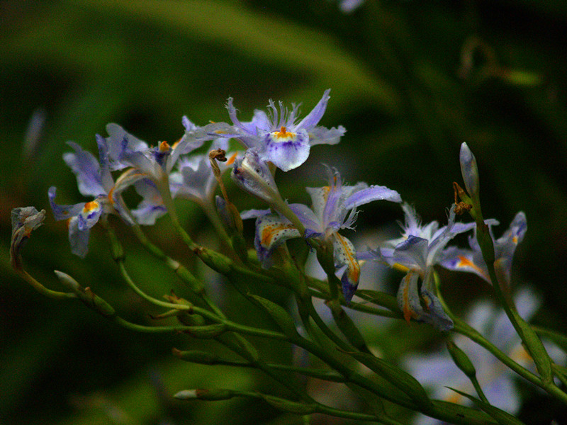 p5116520_.jpg