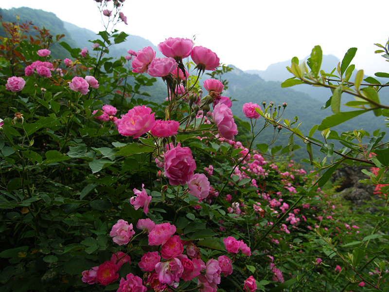p5116499_.jpg
