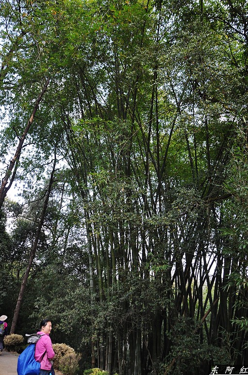 dsc_0336.jpg