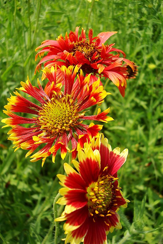dsc00184.jpg