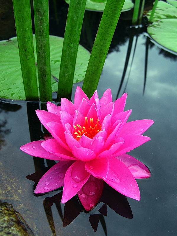 dscn62110.jpg