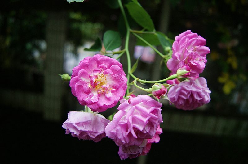 dsc150.jpg