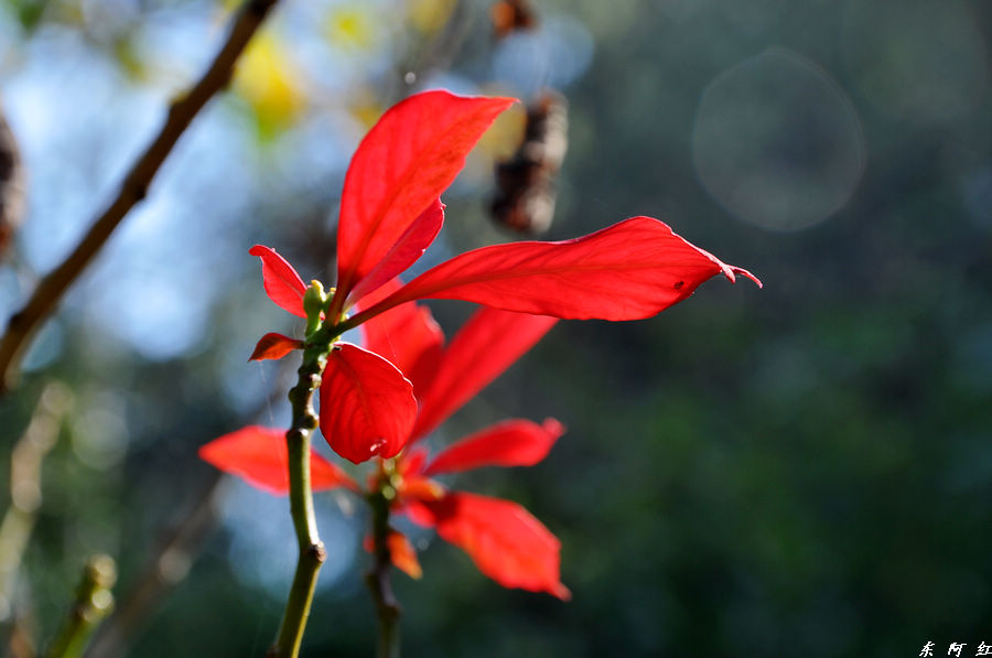 dsc_0897.jpg