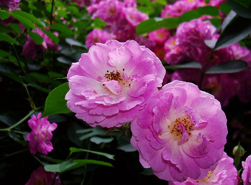 dsc 062.jpg