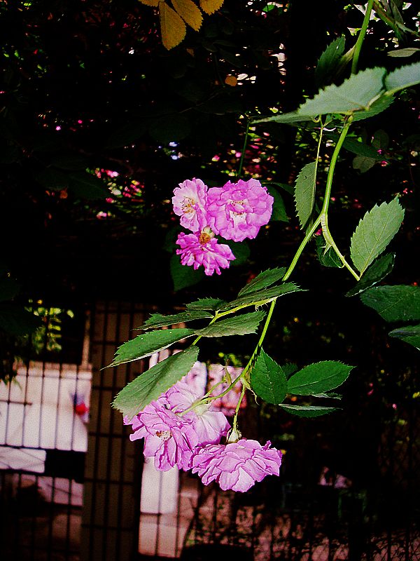 dsc 075.jpg