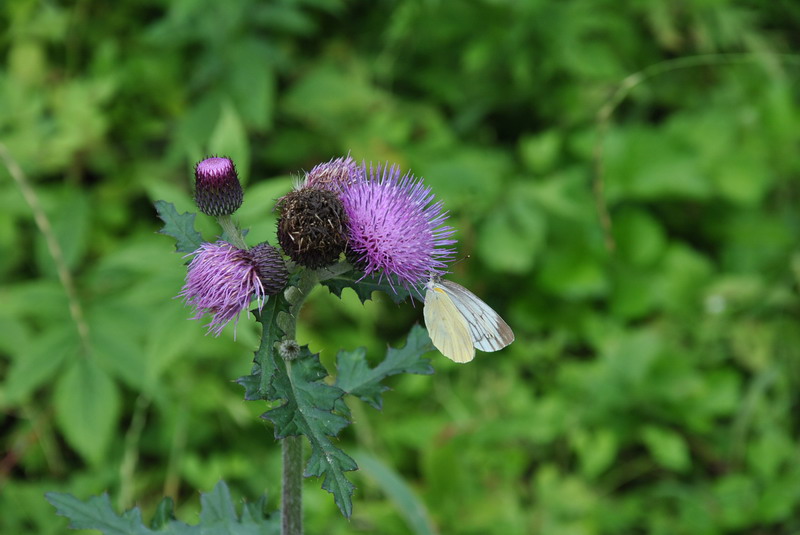 20120609ģǱŵ_338_С.jpg