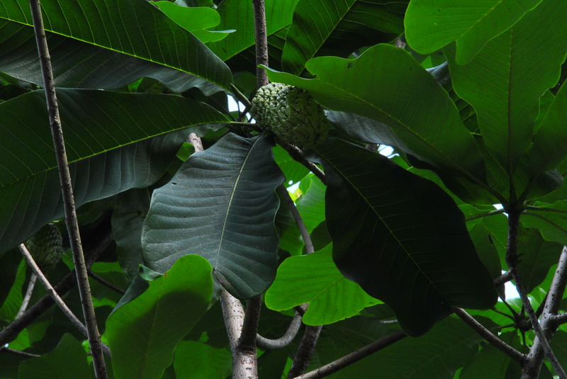 20120609ģǱŵ_308_С.jpg