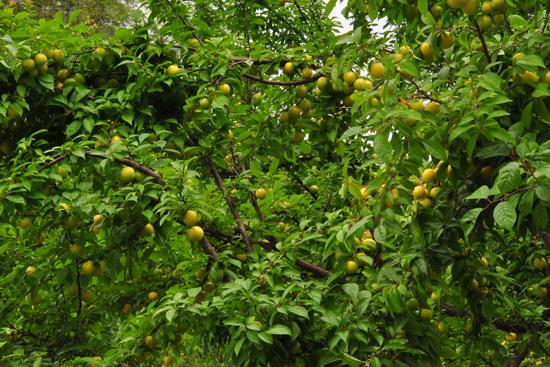 20120609ģǱŵ_356_С.jpg