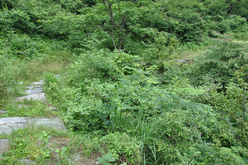 20120609ģǱŵ_334_С.jpg