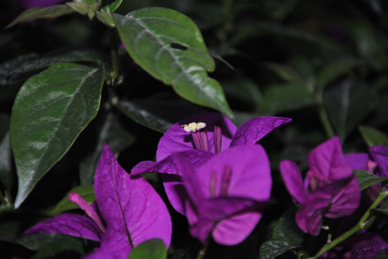 20120609ģǱŵ_246_С.jpg