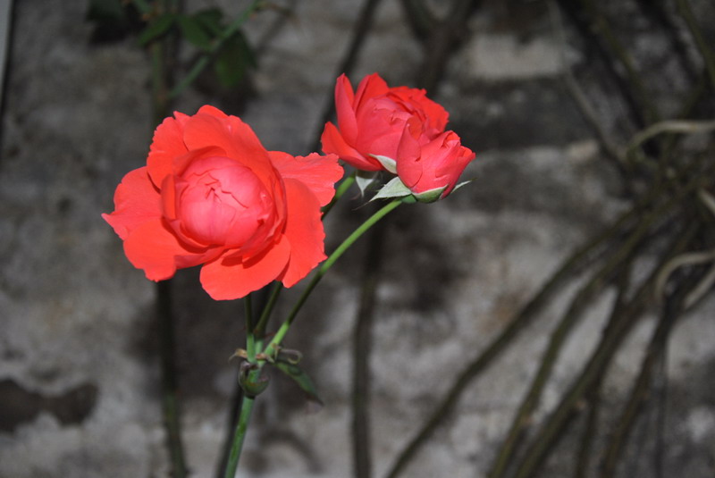 20120609ģǱŵ_266_С.jpg