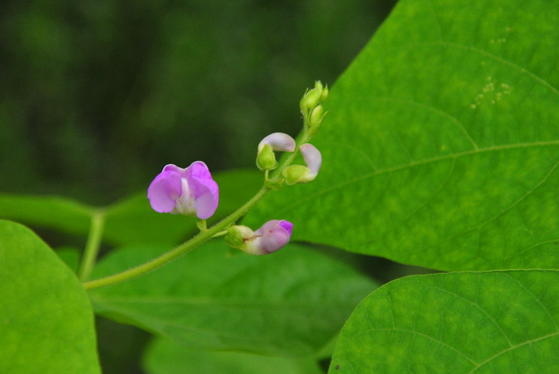 20120609ģǱŵ_271_С.jpg