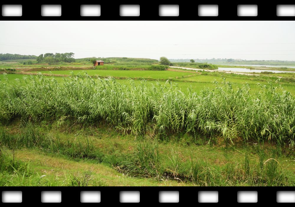 neo_img_dsc08147.jpg
