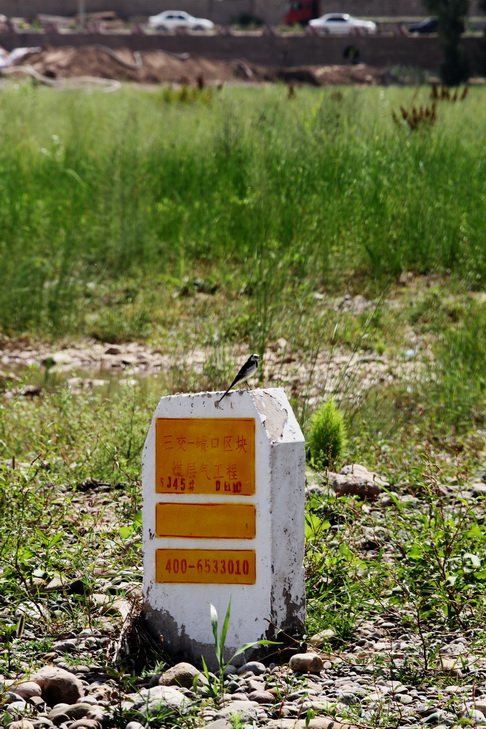 z11.jpg