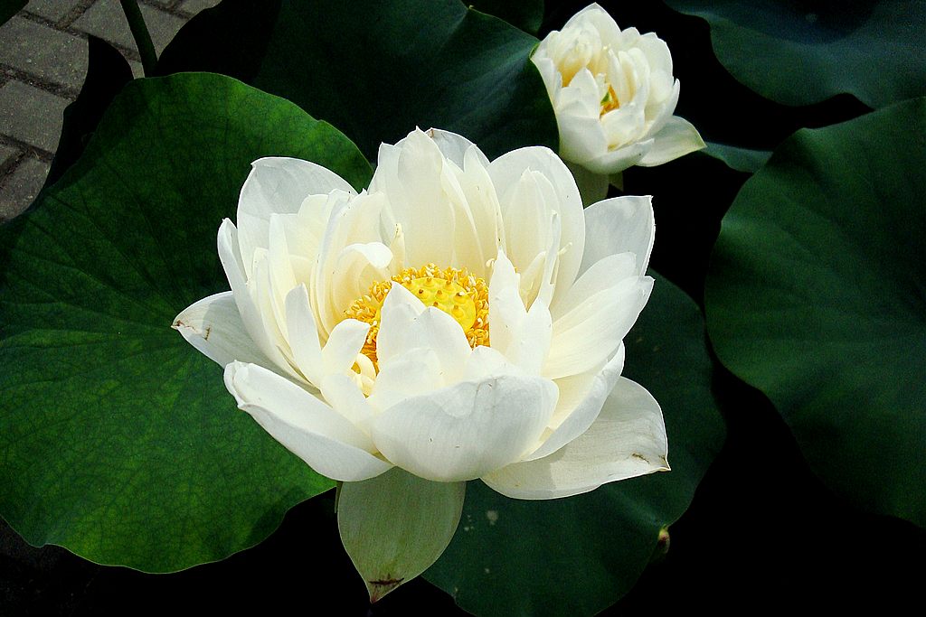 dsc01220.jpg