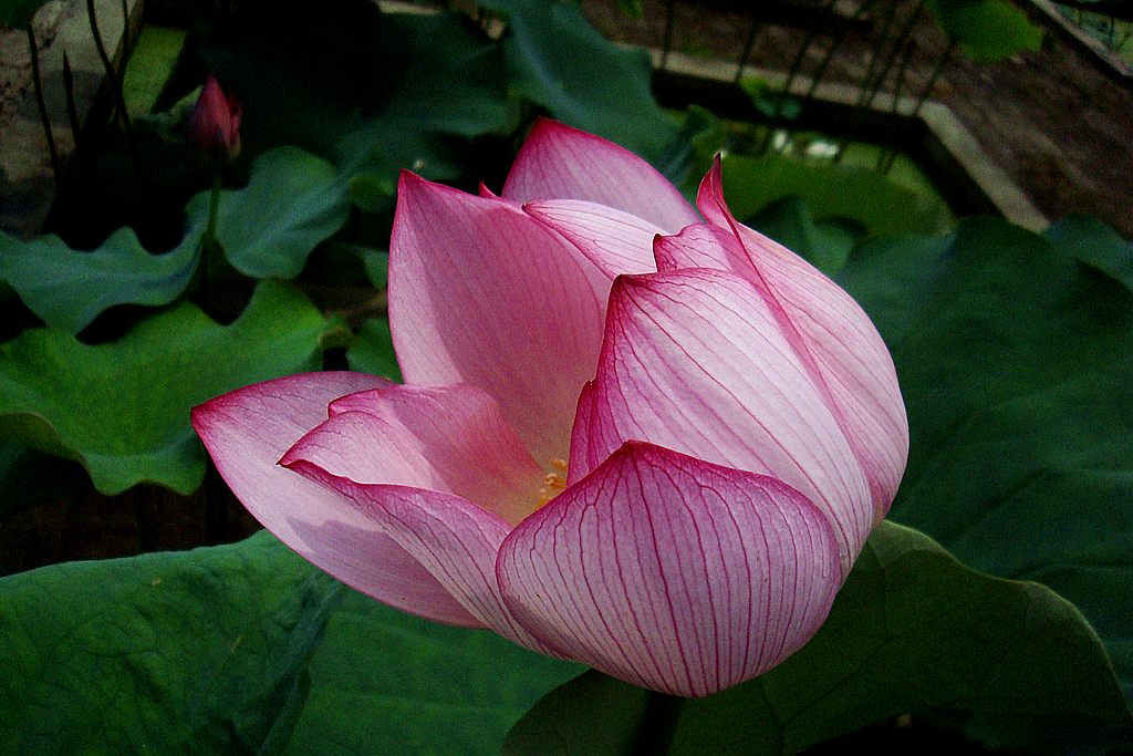 dsc01315.jpg