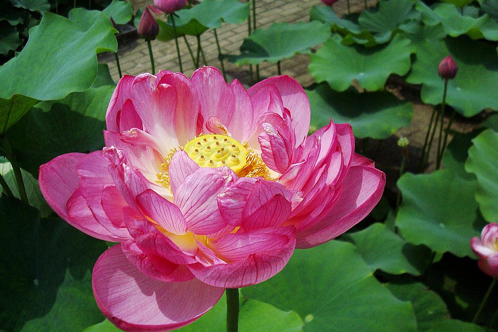 dsc01334.jpg