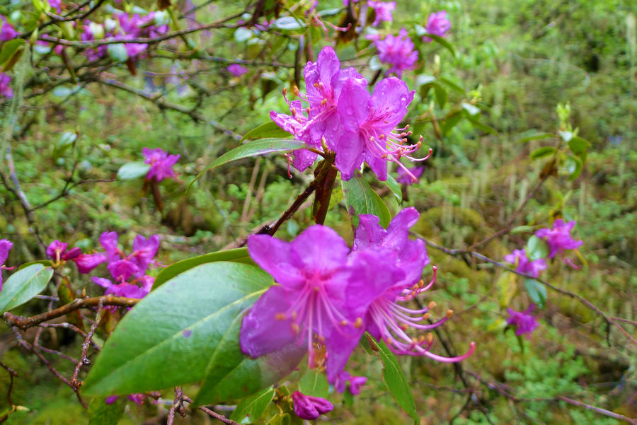 p1000554-1.jpg