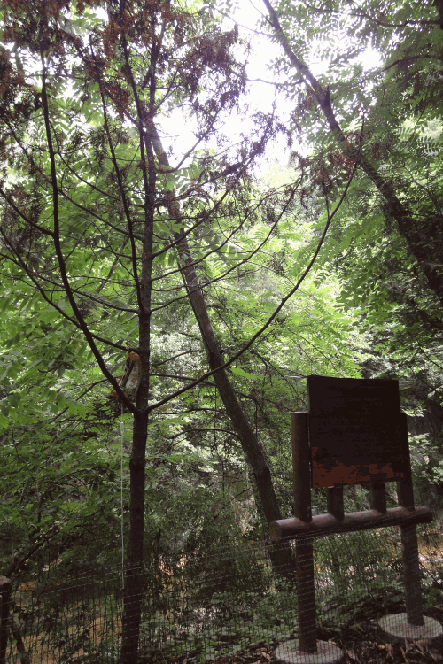 dsc09957.gif